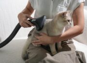 Acerpure Clean V2 Hadir di Indonesia, Vacuum Cordless 20.000 Pa untuk Pemilik Hewan